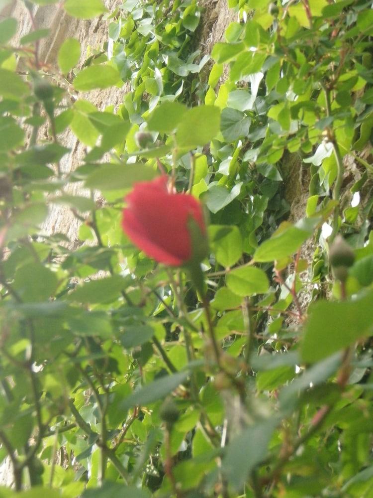 Mas Vilalonga Petit Cassà de la Selva Eksteriør billede